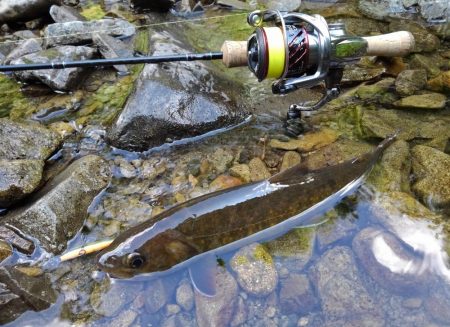 渓流ミノーイング ～長良川水系～
